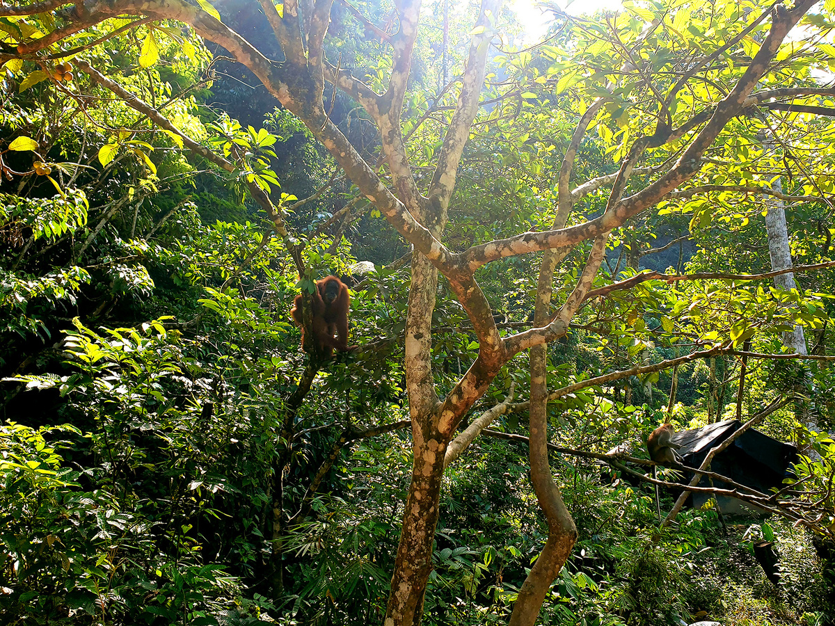 Orang-oetans spotten in Bukit Lawang | Daymaker