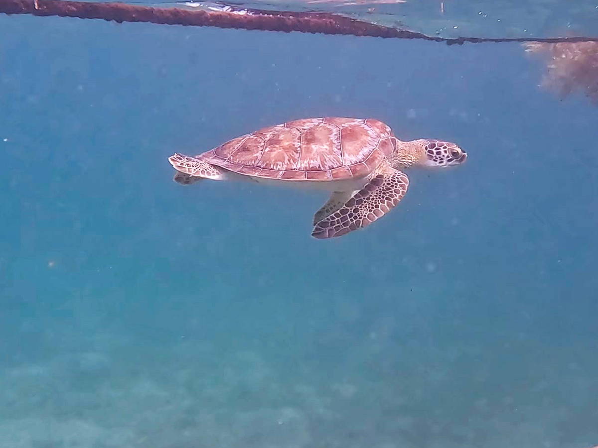 Swimming with sea turtles in Akumal, Mexico | Daymaker