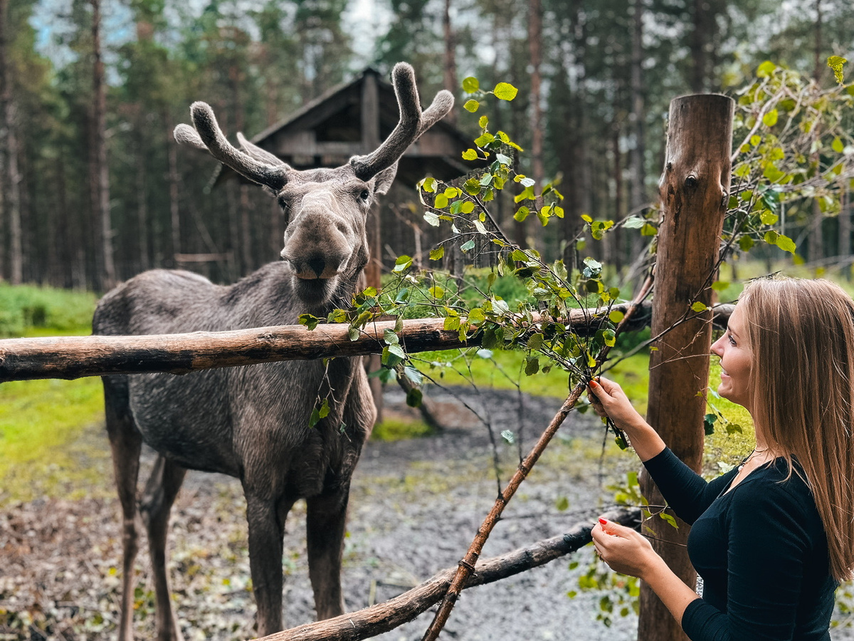 Feeding moose at a Swedish ranch | Daymaker